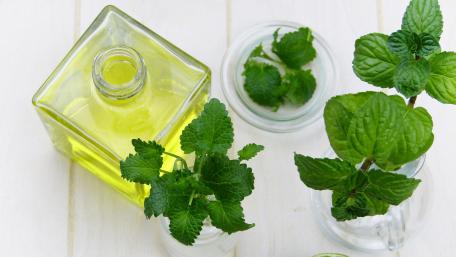 Fresh Mint Essence for Vibrant Spaces wallpaper