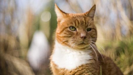 Charming Ginger Cat Enjoying Nature's Embrace wallpaper