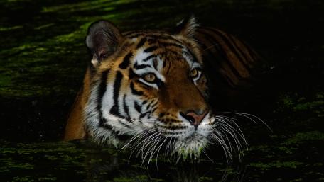 Majestic Tiger in the Water Scene wallpaper