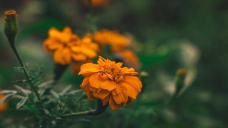 Vibrant Marigold Blooms in Nature's Embrace wallpaper