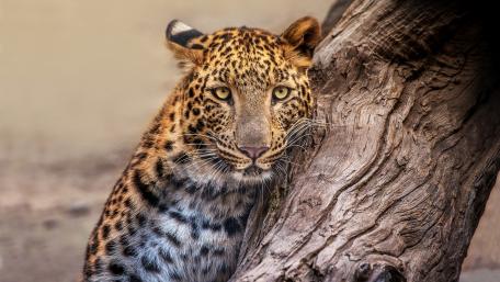 Majestic Leopard in Natural Habitat wallpaper