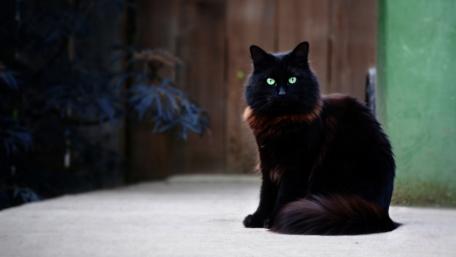 Mystical Black Cat with Striking Green Eyes wallpaper