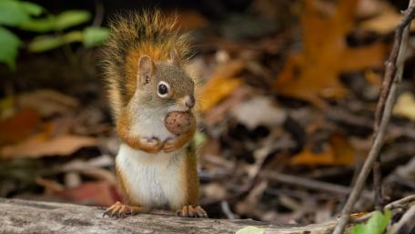 Playful Squirrel Among Autumn Leaves wallpaper