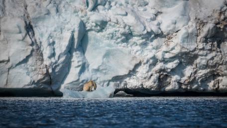 Serene Polar Bear on Iceberg in Tranquil Waters wallpaper