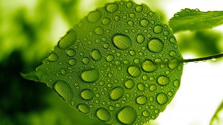 Glistening Drops on Fresh Green Leaf wallpaper