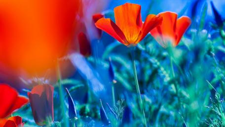 Vibrant Red Poppies Amidst Blue Backgrounds wallpaper