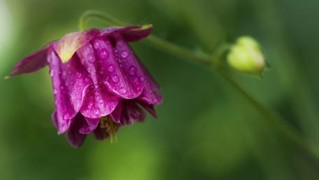 Delicate Purple Petals with Raindrops Gracing Nature's Beauty wallpaper