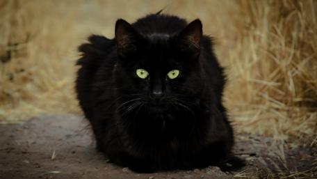 Mystical Stare of a Black Cat wallpaper