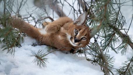 Wild Caracal Relaxing in Snowy Landscape wallpaper