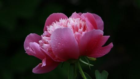 Blossoming Pink Peony with Raindrops wallpaper