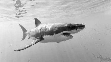 Majestic Great White Shark Beneath the Waves wallpaper