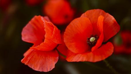 Vibrant Red Blossoms in Bloom wallpaper