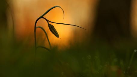 Gentle Glow of Nature’s Beauty wallpaper