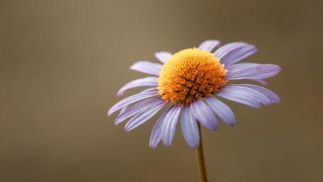 Vibrant Flower Close-Up Wallpaper wallpaper