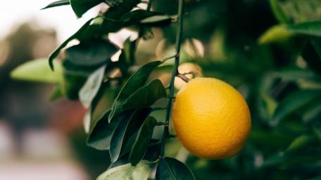 Lively Lemon Tree Close-Up Wallpaper wallpaper