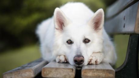 Serene White Dog Resting on a Park Bench wallpaper