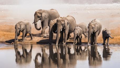 Majestic Elephants at the Waterhole wallpaper