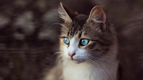 Majestic Feline with Captivating Blue Eyes wallpaper