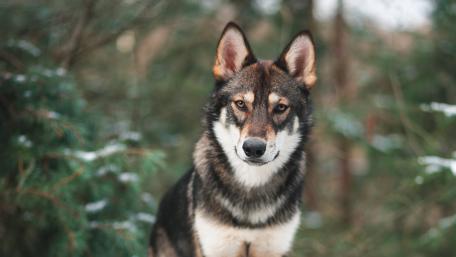 Majestic Wolf Amidst Nature's Beauty wallpaper