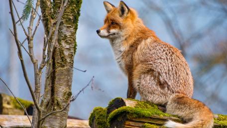 Majestic Fox in the Wild wallpaper