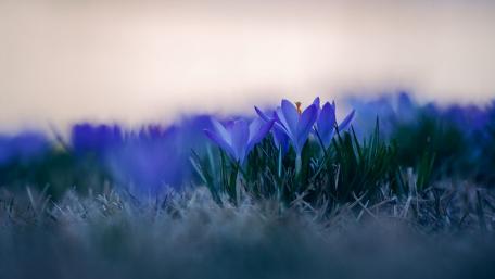 Delicate Blossoms in a Serene Landscape wallpaper