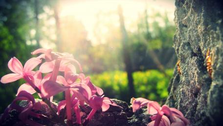 Serene Blossoms Amidst Nature's Embrace wallpaper