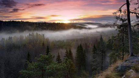 Serene Misty Forest at Sunrise wallpaper