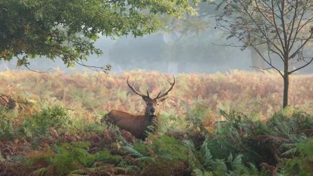 Majestic Stag Amidst Misty Ferns and Trees wallpaper