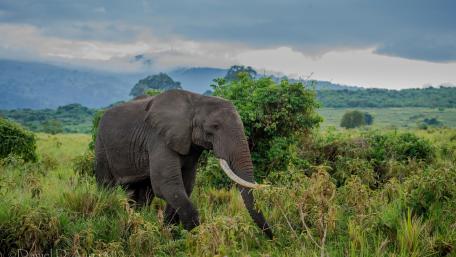 Majestic Elephant in Lush Greenery wallpaper