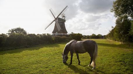 Serene Landscape with a Horse and Windmill wallpaper