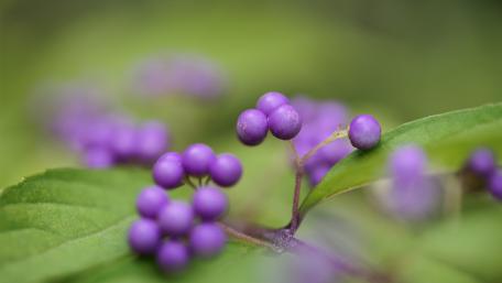 Vibrant Purple Berries in Nature's Embrace wallpaper