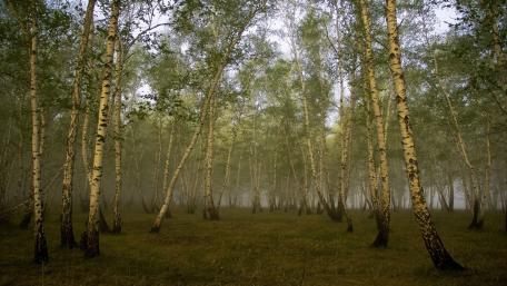 Serene Birch Forest in Misty Atmosphere wallpaper