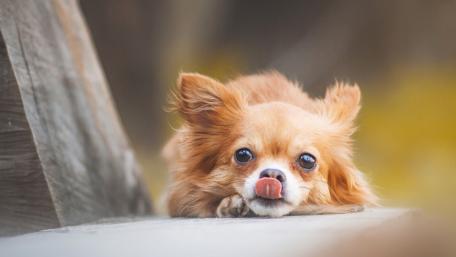 Charming Chihuahua with a Playful Touch wallpaper