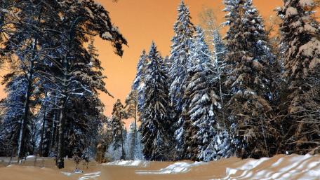 Serene Winter Wonderland Amidst Frosty Pines wallpaper