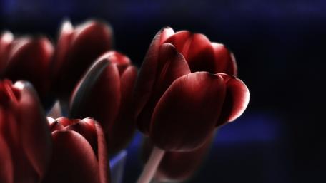 Elegant Red Tulips in Soft Focus wallpaper