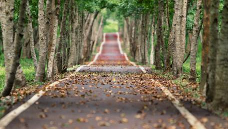 Serene Pathway Through Lush Trees and Fallen Leaves wallpaper
