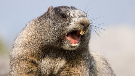 Marmot Vocalizing in Nature's Embrace wallpaper