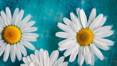 Bright Daisies on Vibrant Blue Background wallpaper