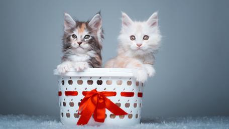 Adorable Kittens in a Basket Wallpaper wallpaper