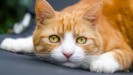 Majestic Orange Cat in Detail wallpaper