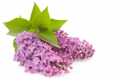 Delicate Lilac Blooms with Green Foliage wallpaper