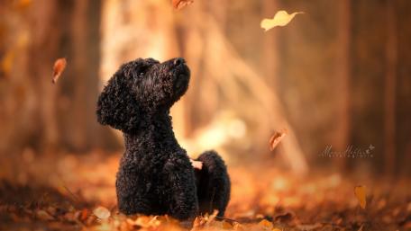 Playful Dog Amidst Falling Leaves wallpaper