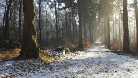 Winter Forest Pathway Embraced by Foggy Serenity wallpaper