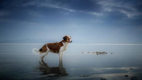Majestic Dog Strolling Through Serene Waters wallpaper