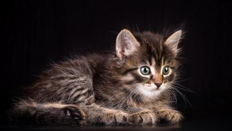 Adorable Feline in Soft Focused Portrait wallpaper