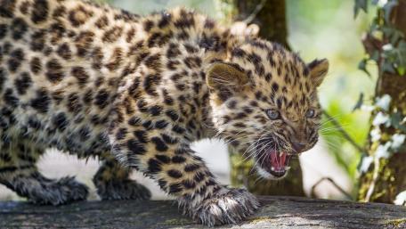 Playful Leopard Cub on the Move wallpaper