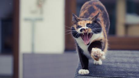 Fierce Cat in Mid-Yawn wallpaper