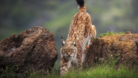 Majestic Lynx in Natural Habitat wallpaper