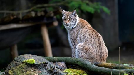 Majestic Lynx on a Woodland Log wallpaper