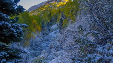 Serene Snowy Forest in Autumn Hues wallpaper
